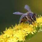 Auf der Bienenweide