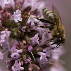 Auf der Bienenweide...