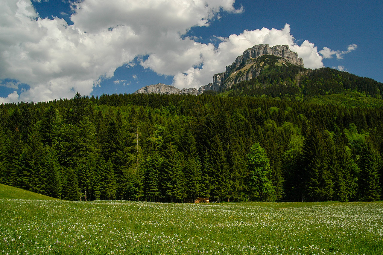 auf der Blaa Alm - Narzissenwiese