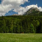 auf der Blaa Alm - Narzissenwiese