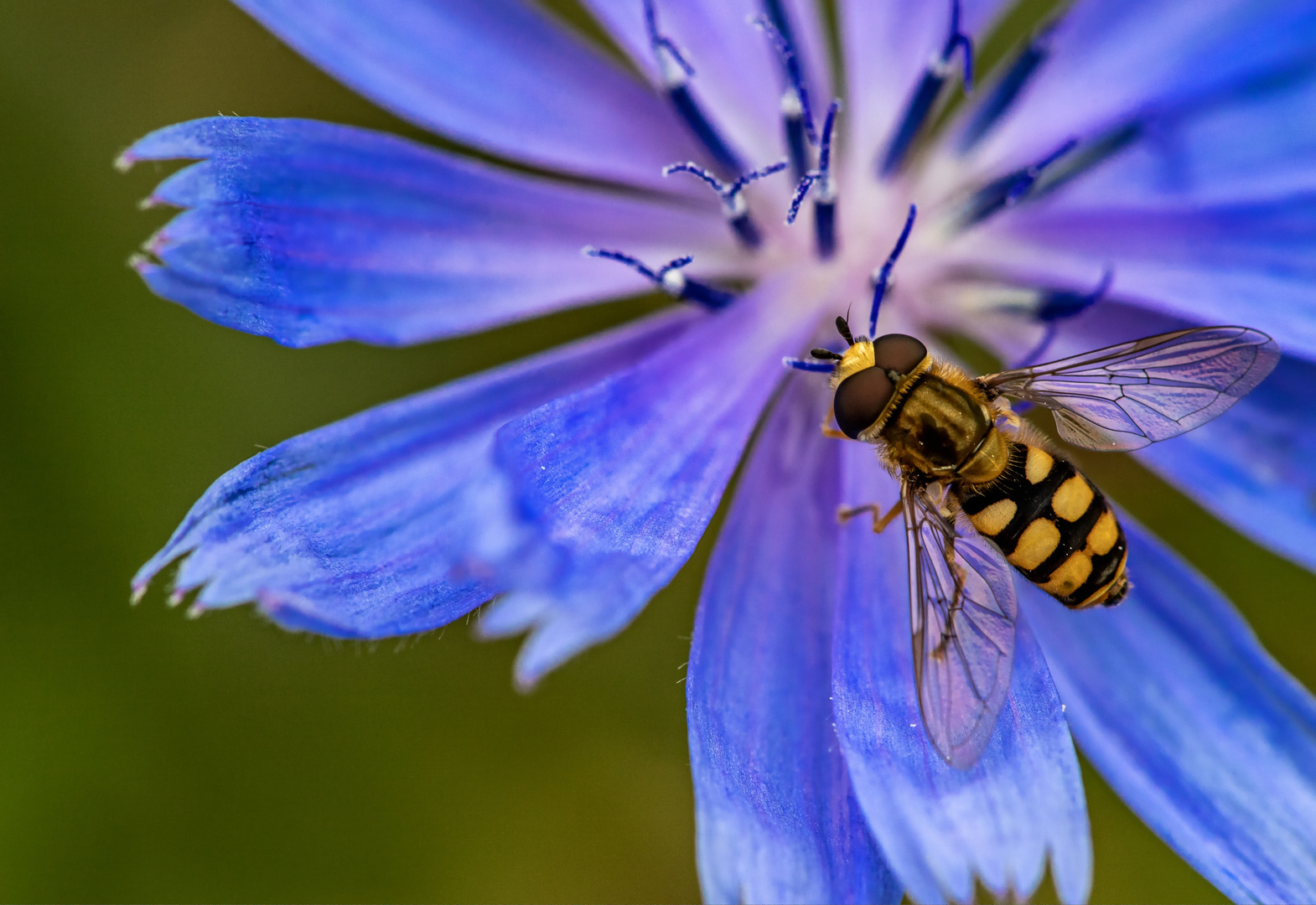 Auf der blauen Blüte