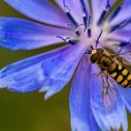 Auf der blauen Blüte