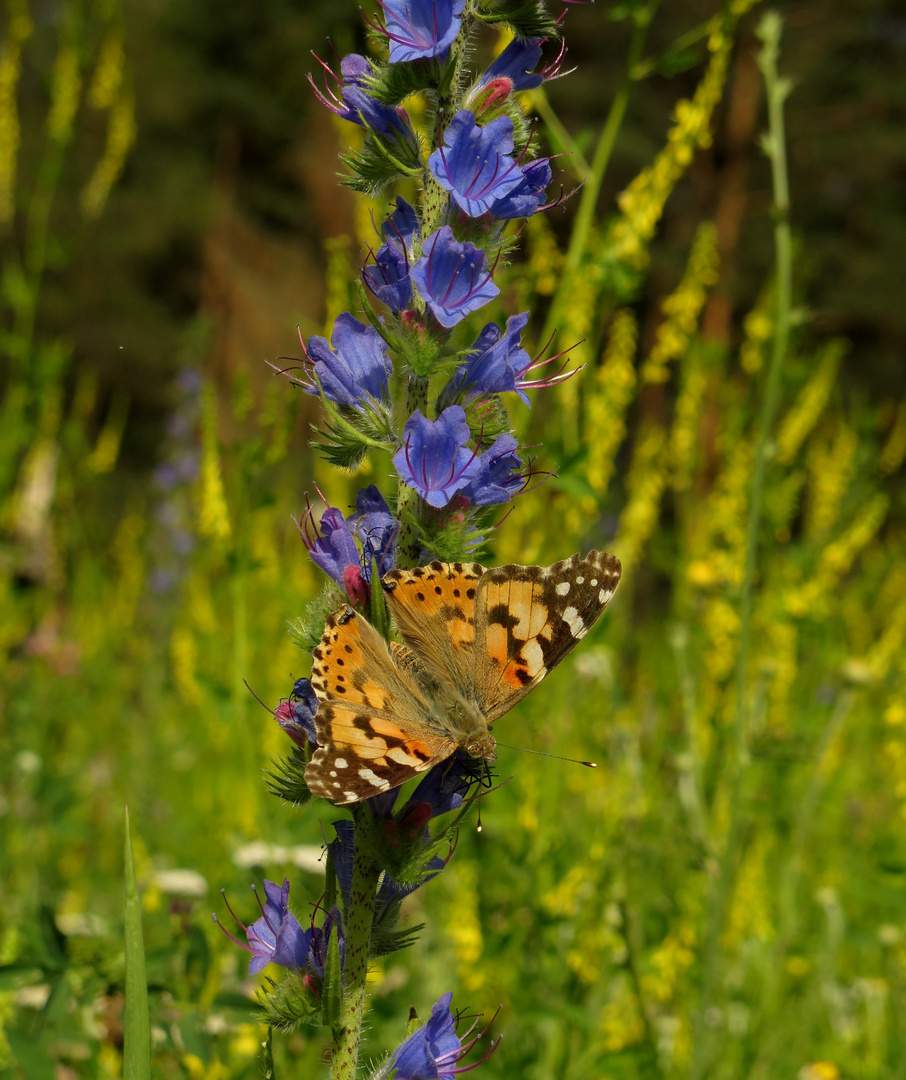 auf der Blühwiese