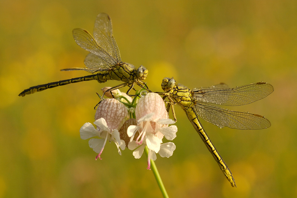 Auf der Blümchenwiese... :O)