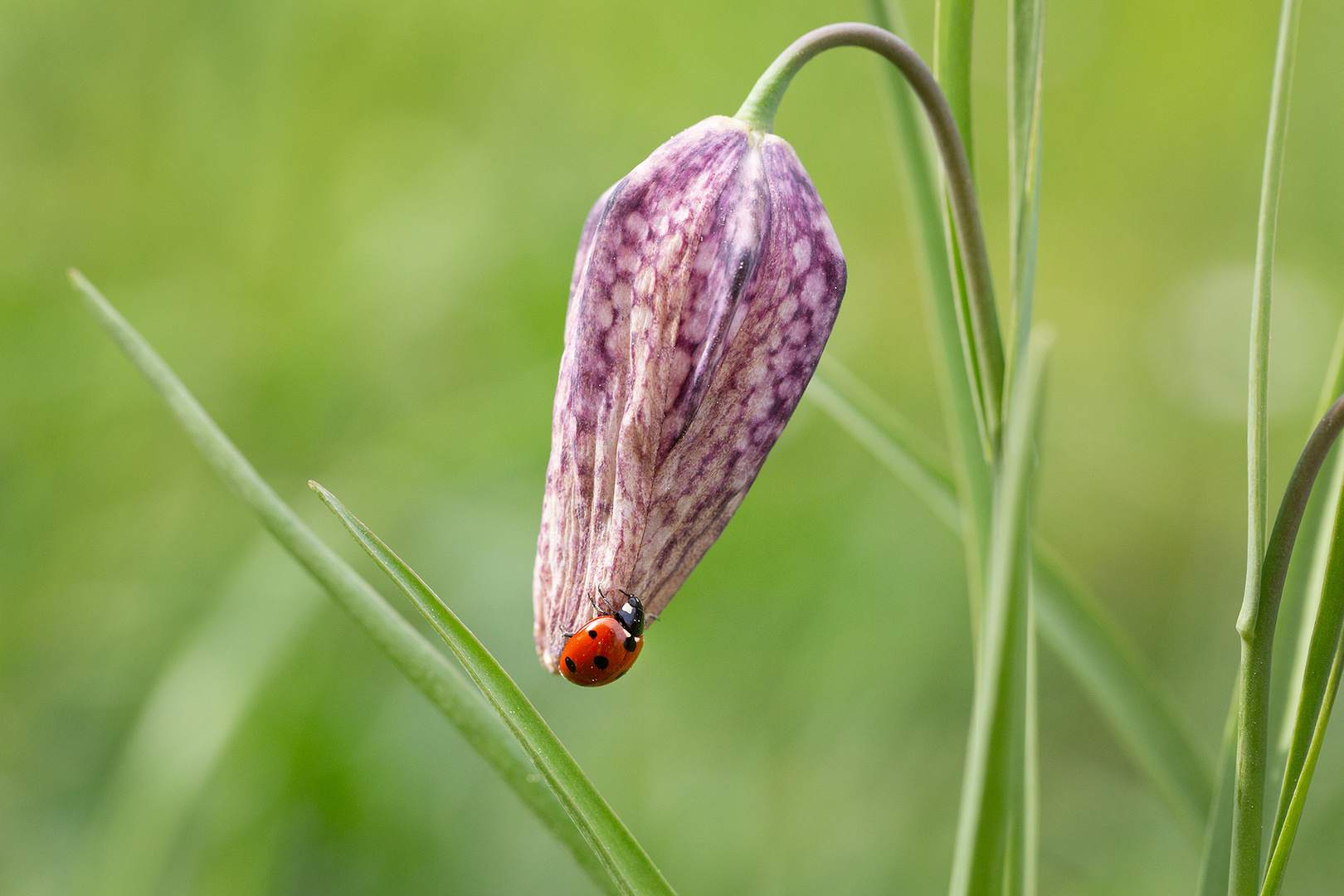auf der Blüte Foto & Bild tiere, wildlife, insekten Bilder auf