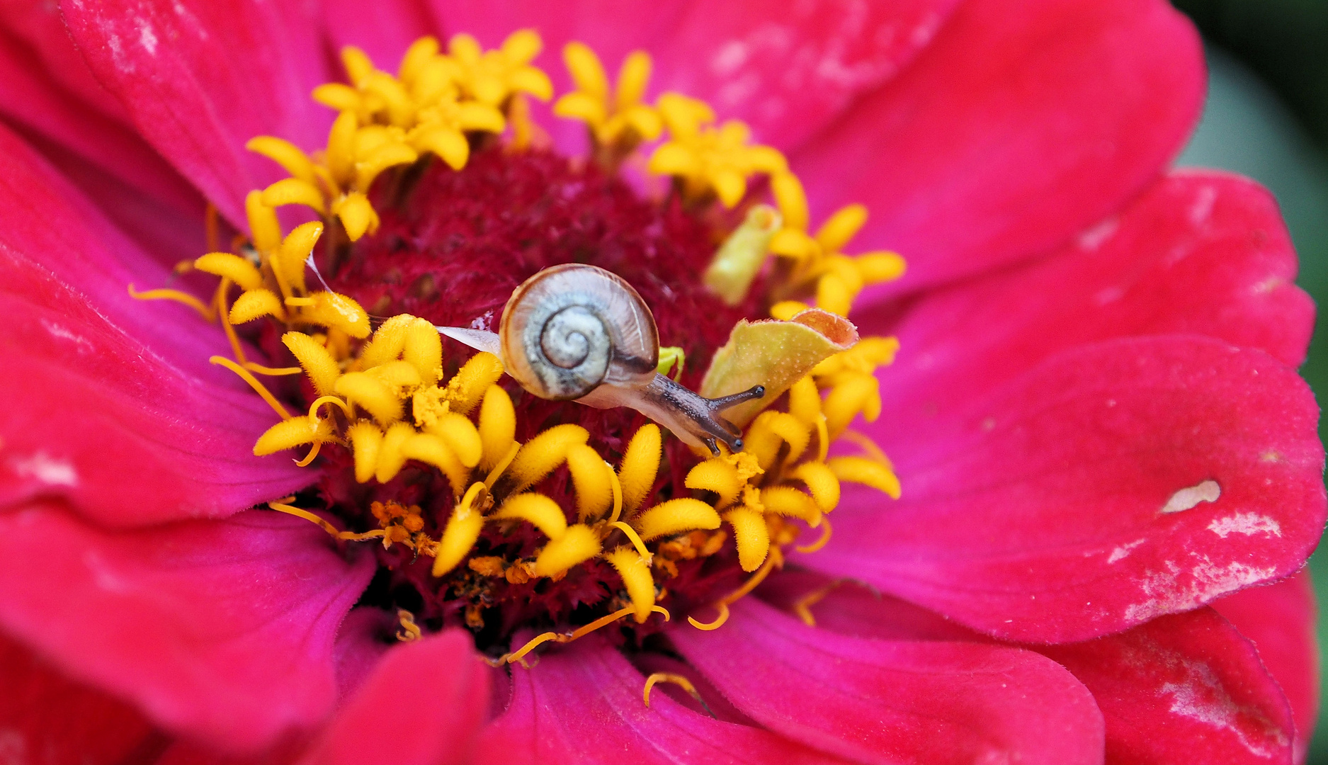 Auf der Blüte...