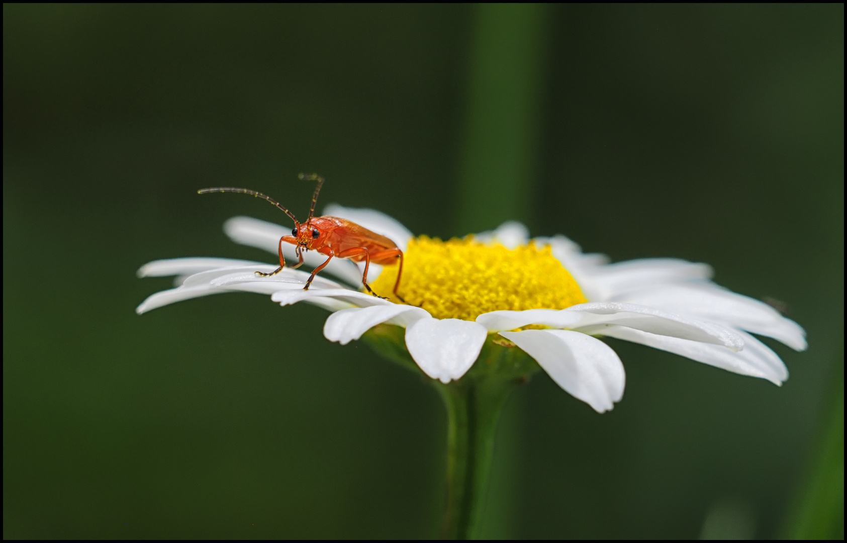 Auf der Blüte