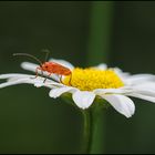 Auf der Blüte