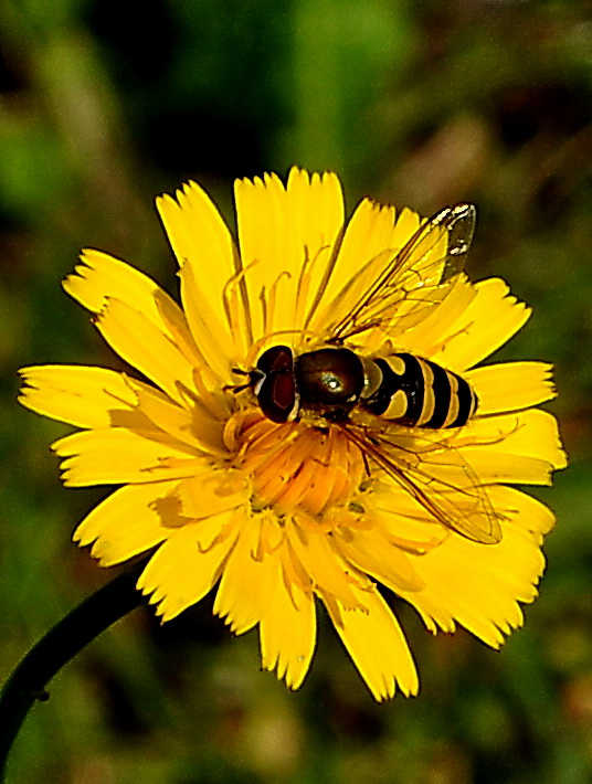 Auf der Blüte