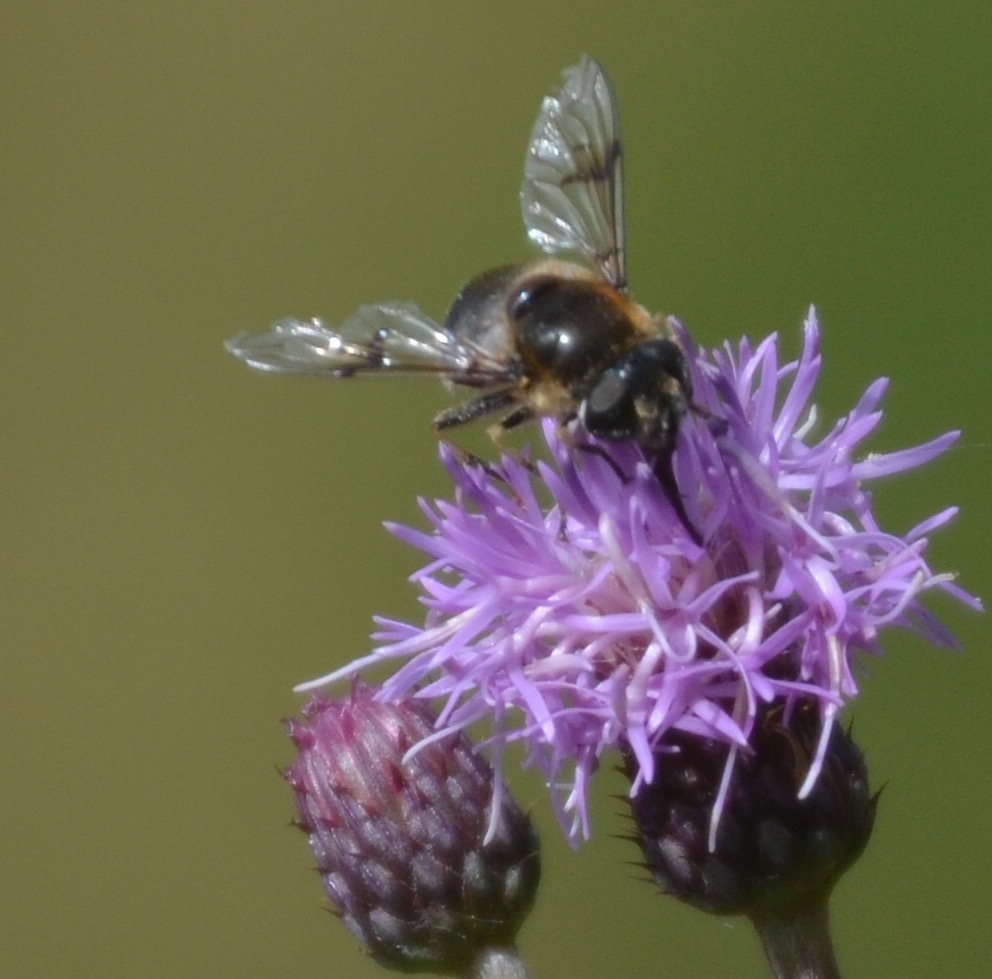 Auf der Blüte