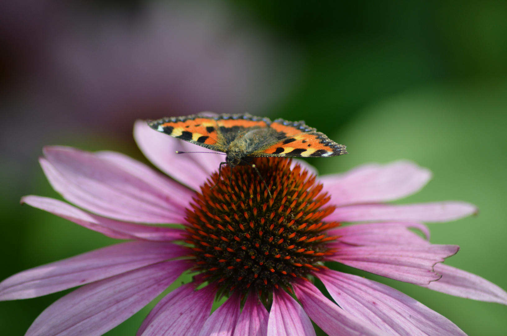 Auf der Blüte