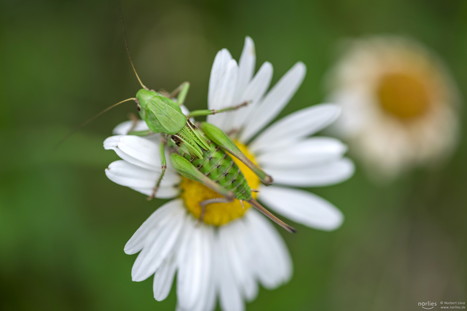 Auf der Blüte