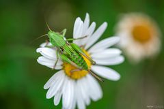 Auf der Blüte