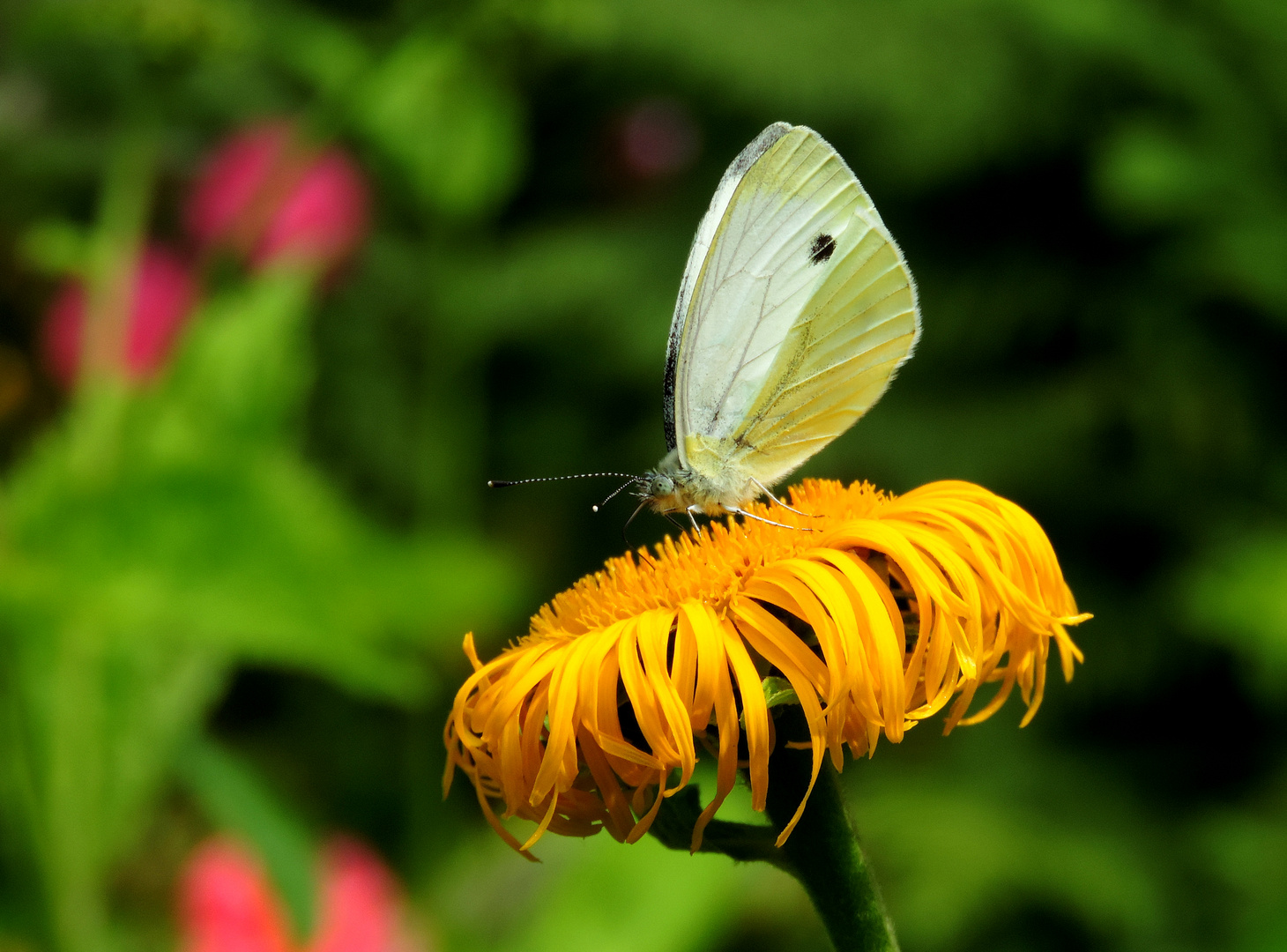 #...Auf der Blüte........#