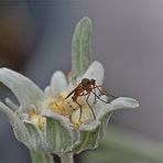 auf der Blüte