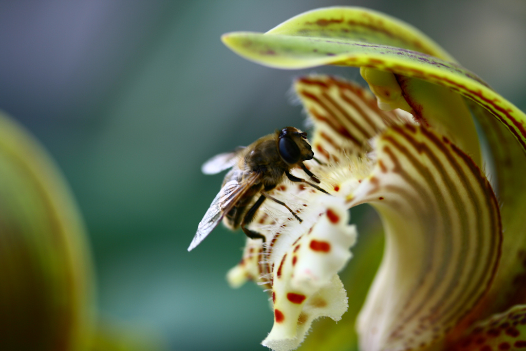 Auf der Blüte