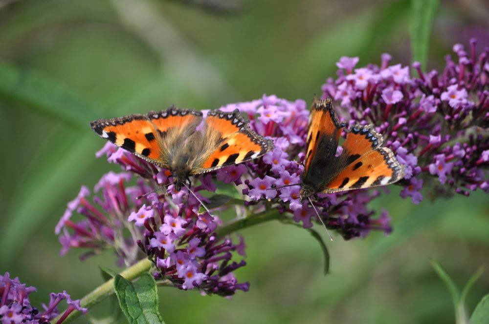 Auf der Blüte