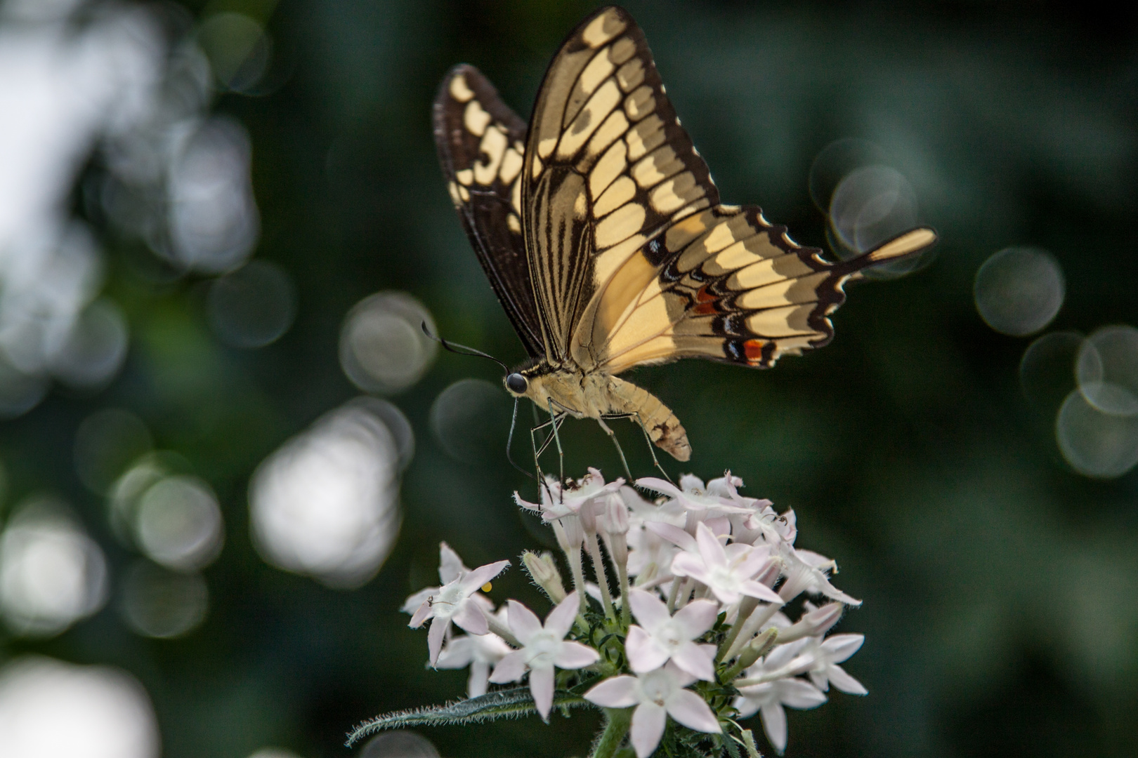 Auf der Blüte