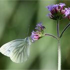 auf der Blüte