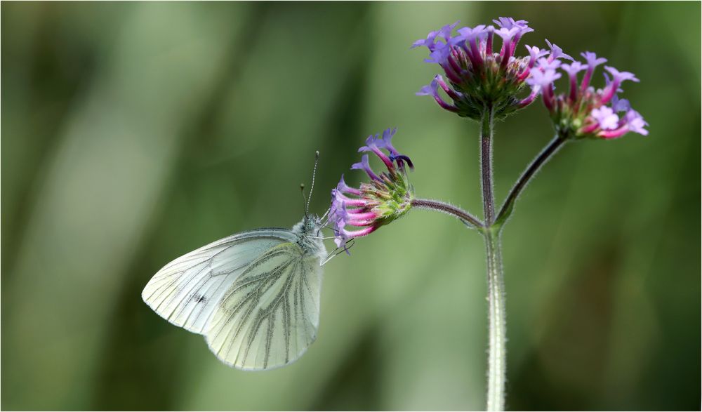 auf der Blüte