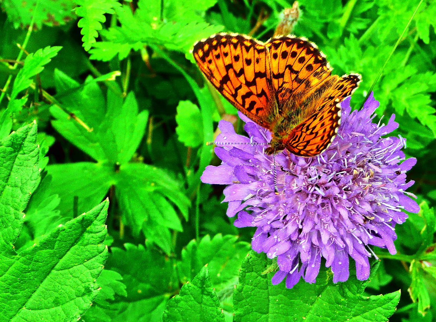 Auf der Blüte