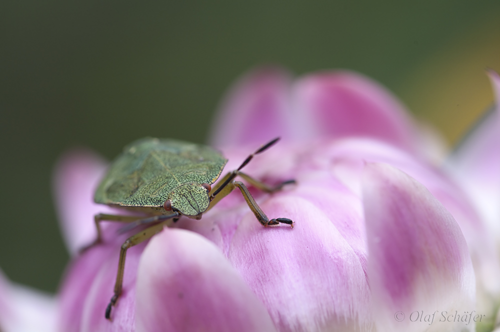 Auf der Blüte auf der Lauer....