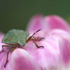 Auf der Blüte auf der Lauer....