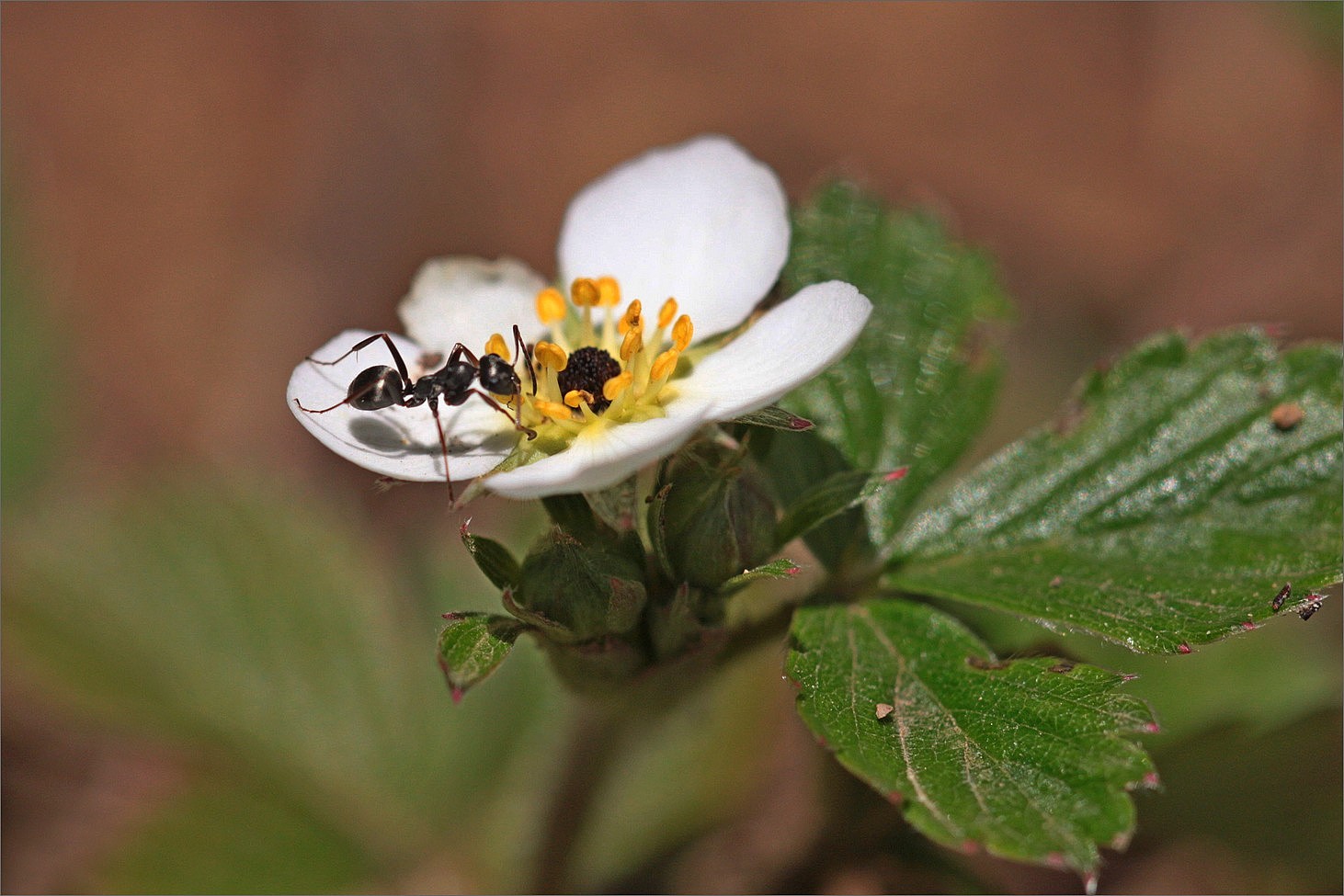 auf der Blüte