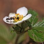 auf der Blüte