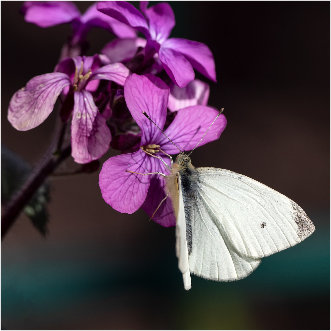 auf der Blüte des Silberblattes .....