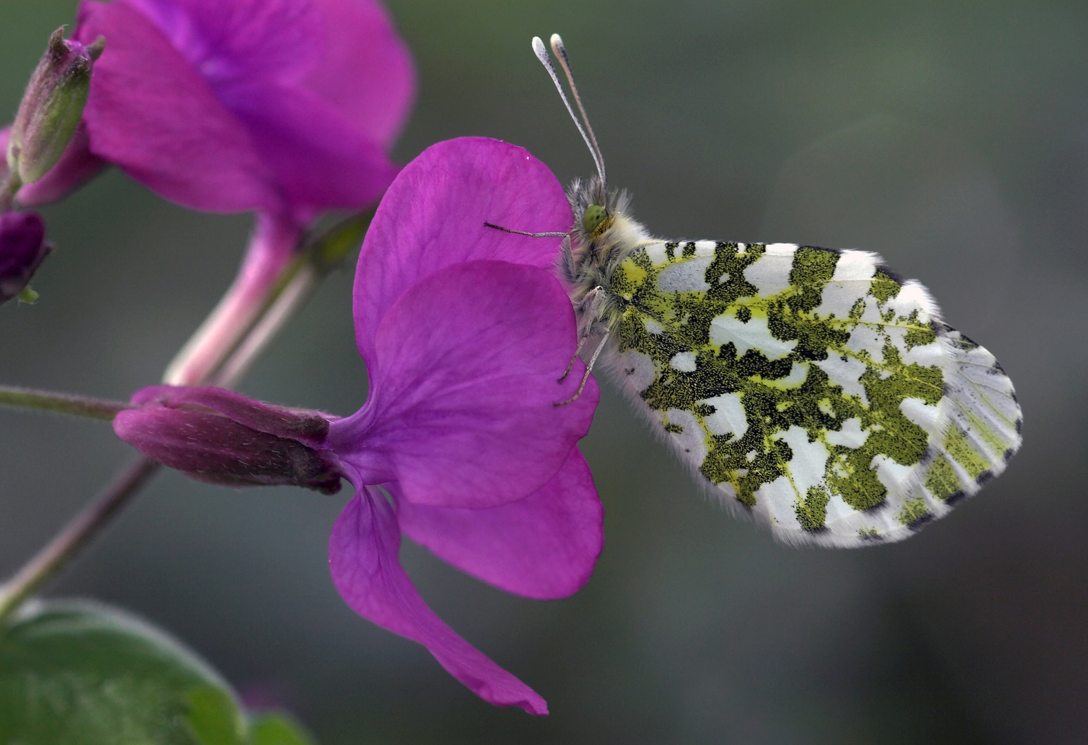 Auf der Blüte des Silberblatts