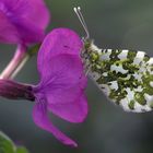 Auf der Blüte des Silberblatts