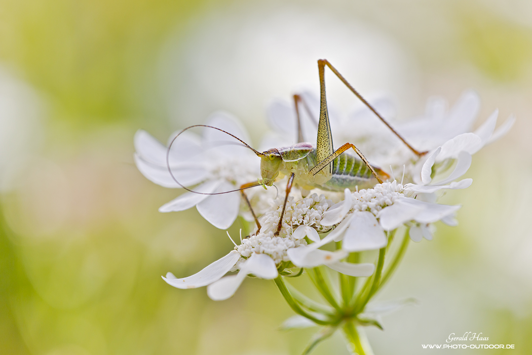 Auf der Blüte