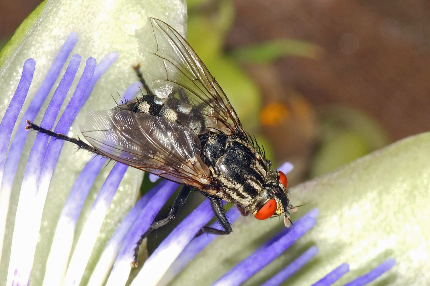 auf der Blüte