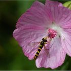 Auf der Blüte einer Moschusmalve...