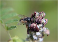 Auf der Blüte gestellt