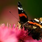 auf der blüte nebenan