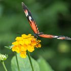 Auf der Blüte saß einmal...