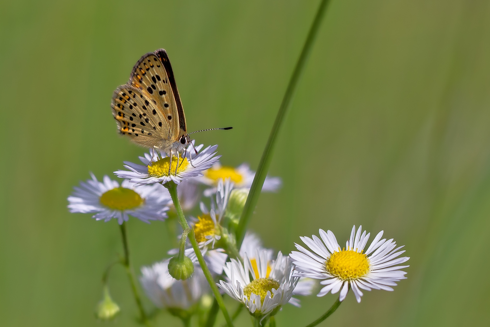 Auf der Blüten-Insel