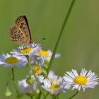 Auf der Blüten-Insel