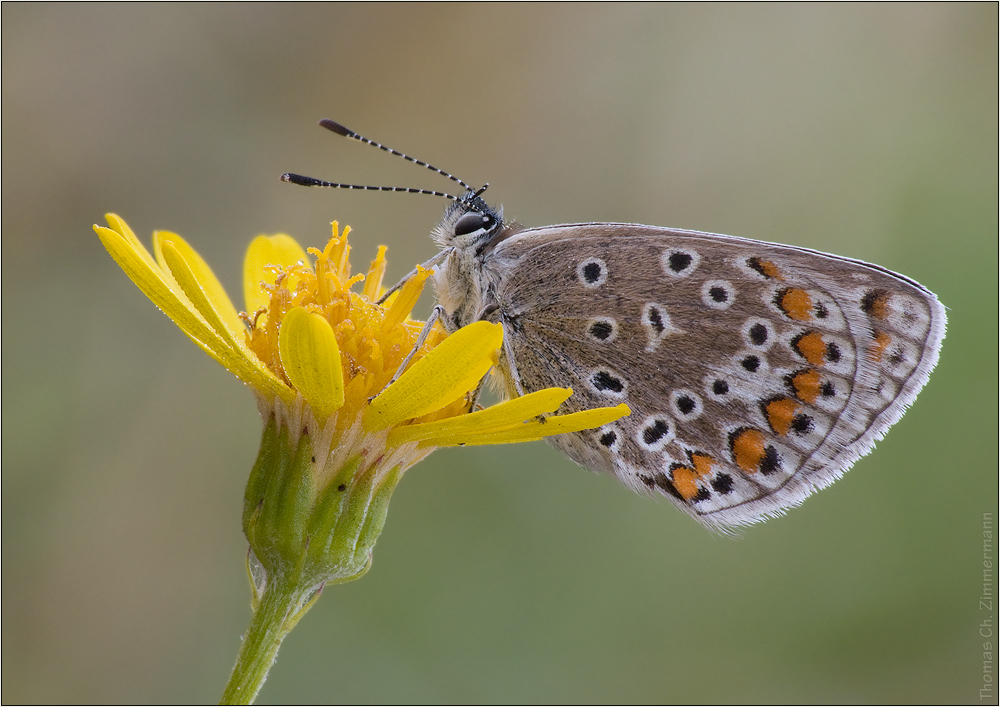 auf der Blume