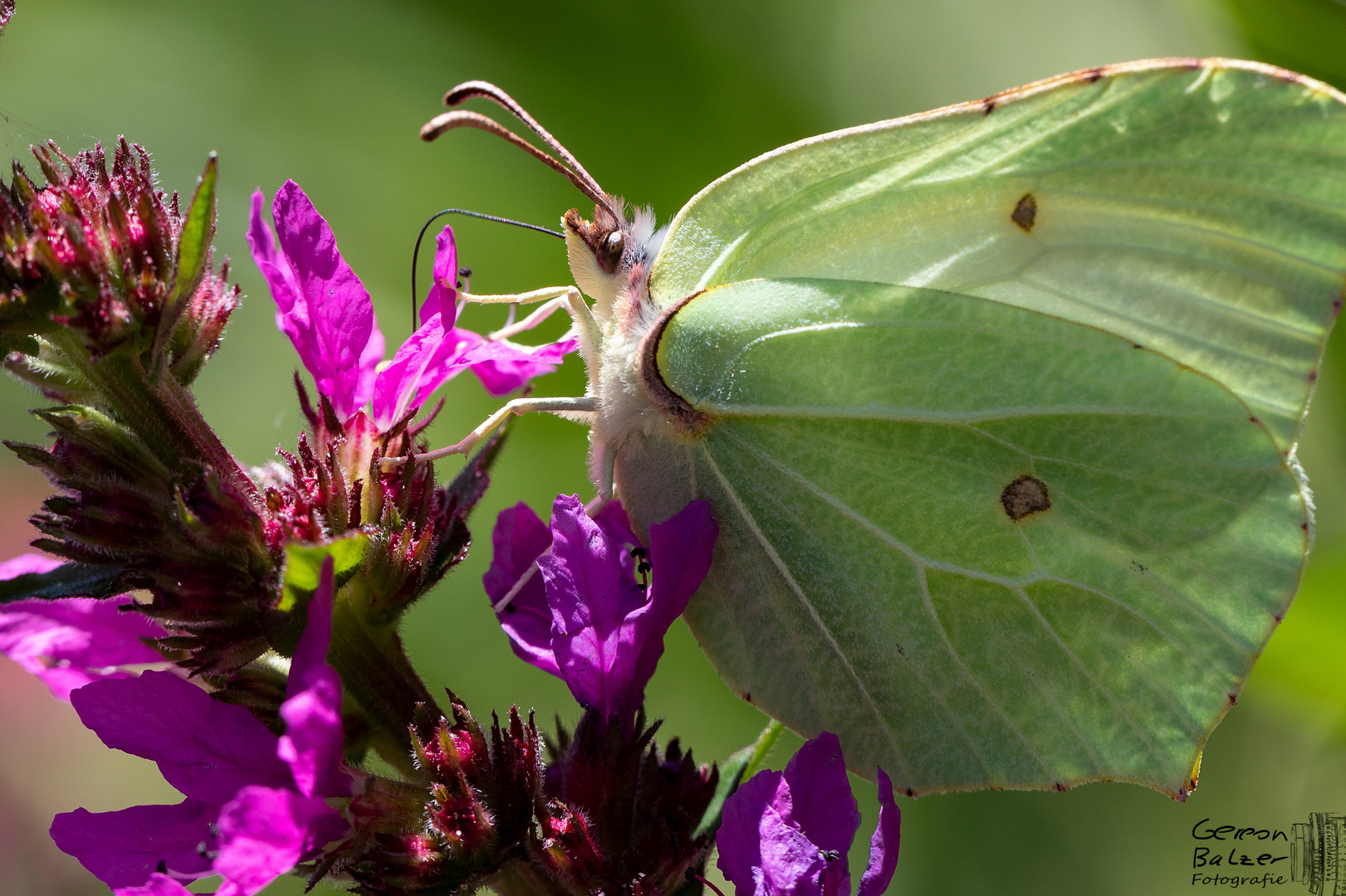 Auf der Blume