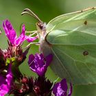 Auf der Blume