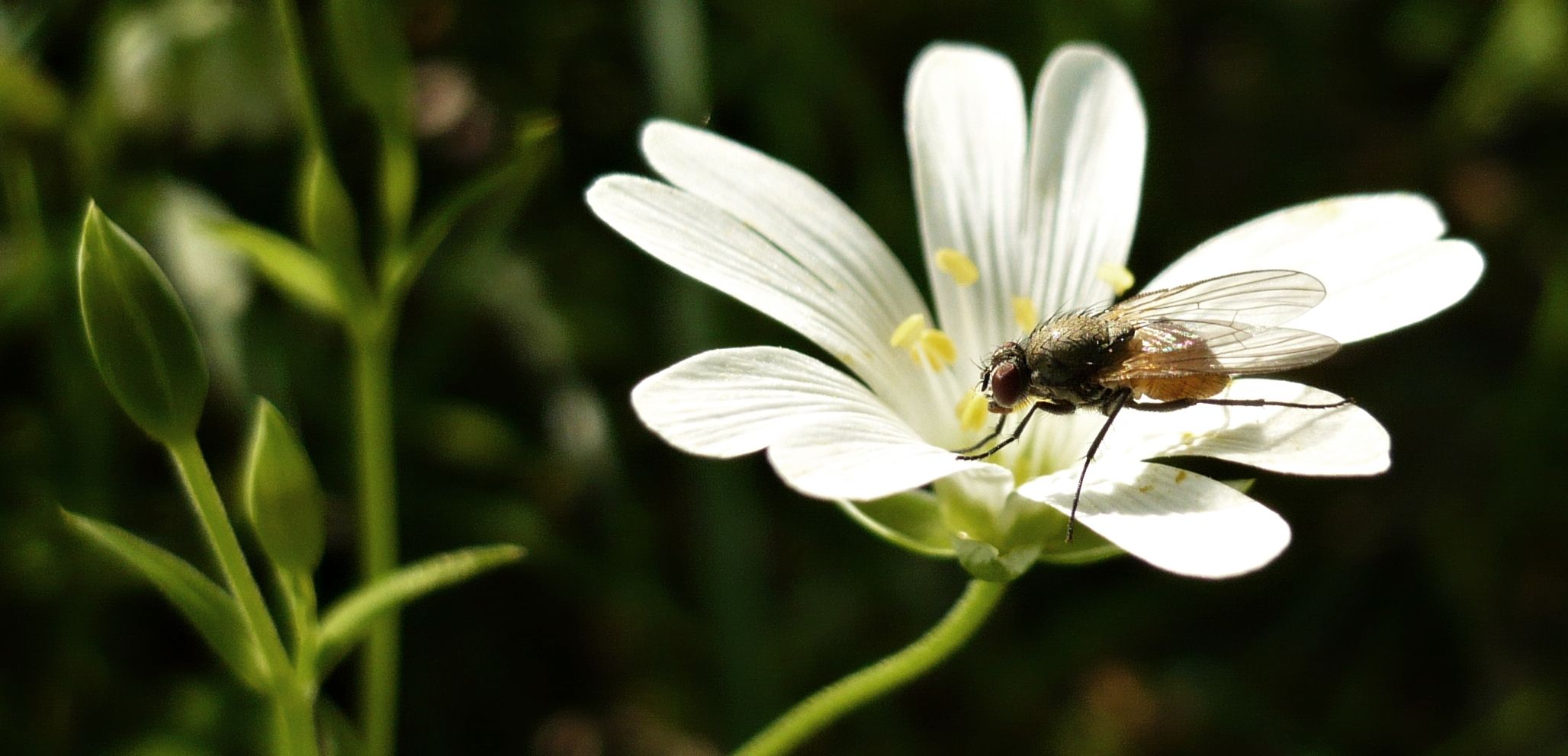 Auf der Blume