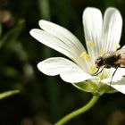 Auf der Blume