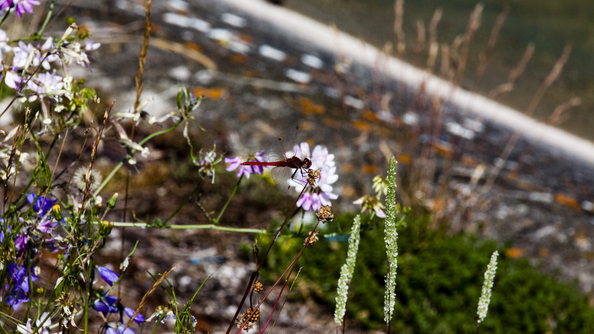 Auf der Blume