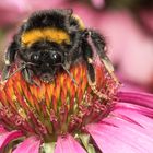 Auf der Blume