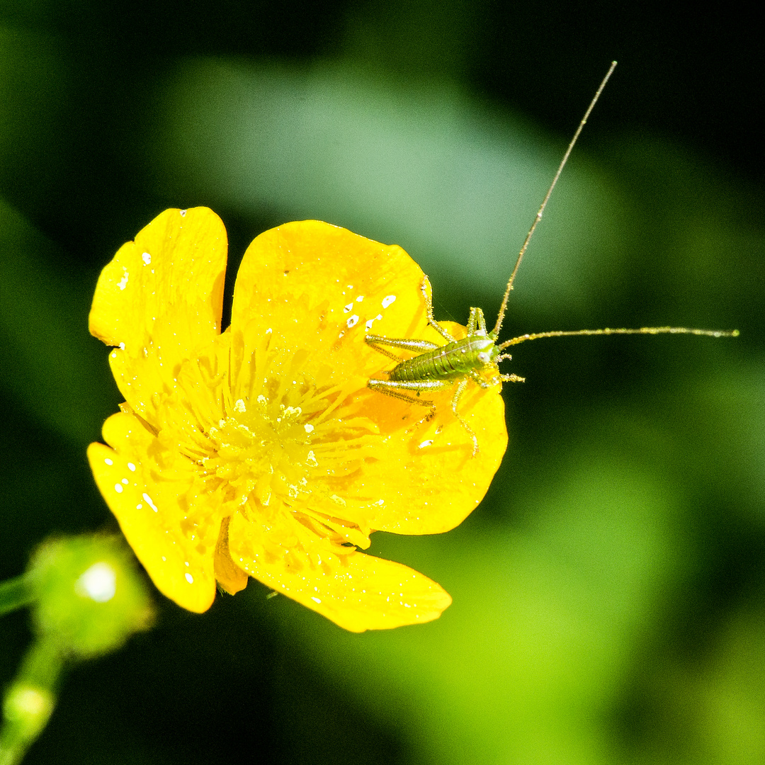 auf der Blume