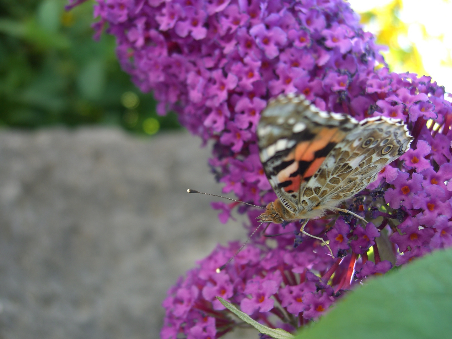 auf der Blume