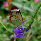 #...Auf der Blumenschaukel........#